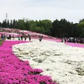 羊山公園の写真_133638