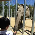 しろとり動物園の写真_133756