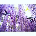 あしかがフラワーパークの写真_134013