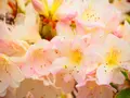 あしかがフラワーパークの写真_134015
