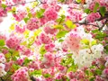 あしかがフラワーパークの写真_134017