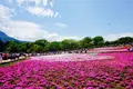 羊山公園の写真_134218