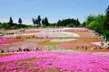 羊山公園の写真_134220