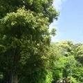 鈴虫寺（華厳寺）の写真_134315
