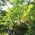 鈴虫寺（華厳寺）の写真_134317