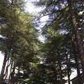 あがたの森公園の写真_134790