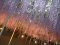 あしかがフラワーパークの写真_134867