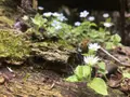 花貫渓谷の写真_135267