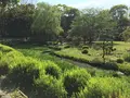清澄庭園の写真_135497