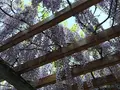 清澄公園の写真_135498