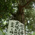 浄瑠璃寺の写真_135511