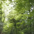 横峰寺の写真_135541