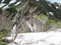 出羽三山神社の写真_135569