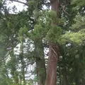 出羽三山神社の写真_135583