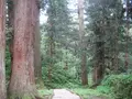 出羽三山神社の写真_135590
