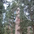 出羽三山神社の写真_135598