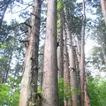 出羽三山神社の写真_135609