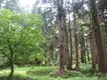 出羽三山神社の写真_135612
