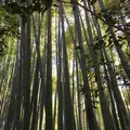 報国寺（竹寺）の写真_135959