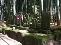 報国寺（竹寺）の写真_135960