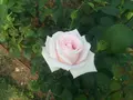 中之島公園の写真_136604