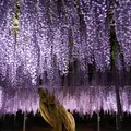 あしかがフラワーパークの写真_136949