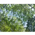 砧公園の写真_137022