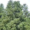 白川郷合掌造りの写真_137085