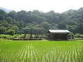 白川郷合掌造りの写真_137090