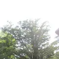 白川郷合掌造りの写真_137138
