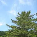 飛騨大鍾乳洞の写真_137160