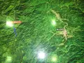 御母衣電力館の写真_137204