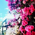小鹿田焼の里の写真_137874
