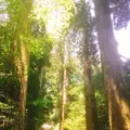箱根神社の写真_138189