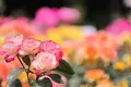 庄内緑地公園の写真_138512
