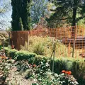 国際バラ試験庭園の写真_138521