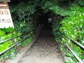 等々力渓谷の写真_138945