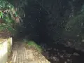 等々力渓谷の写真_138948