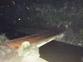 等々力渓谷の写真_138950