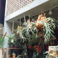 葉花の写真_139010