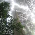 幣立神宮（幣立神社）の写真_139074