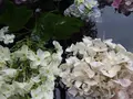 成就院の写真_139175