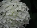 成就院の写真_139176