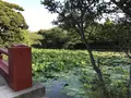 鶴岡八幡宮の写真_140266