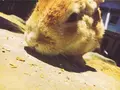 月うさぎの里の写真_140444