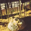 月うさぎの里の写真_140445
