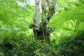 西明寺の写真_140967