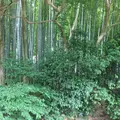 北山公園の写真_141527