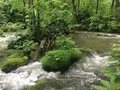 奥入瀬渓流　　の写真_141739