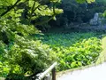 岡山後楽園の写真_141972